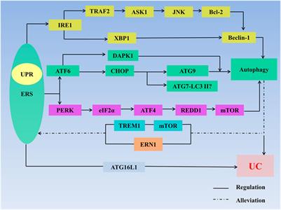 Regulation of Endoplasmic Reticulum Stress-Autophagy: A Potential Therapeutic Target for Ulcerative Colitis